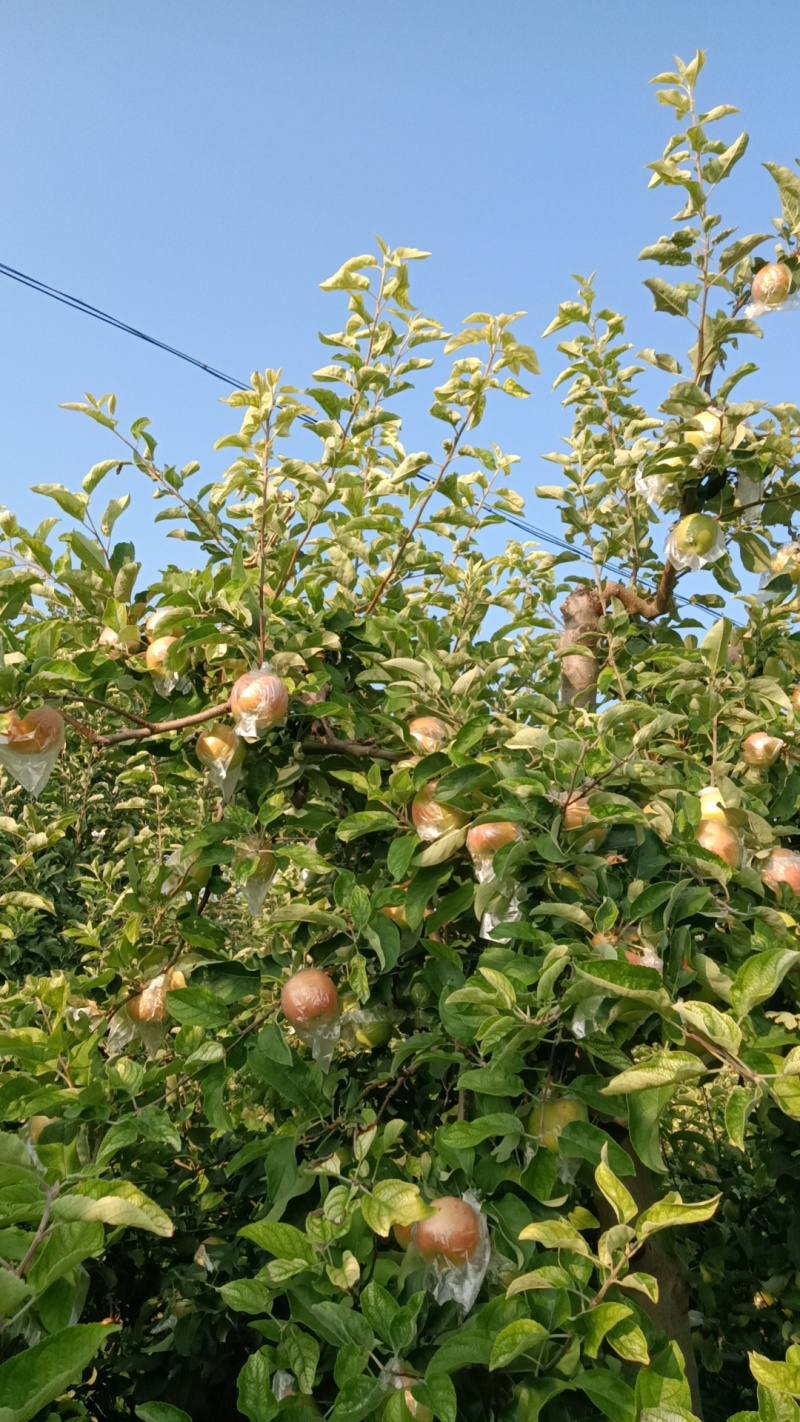 河南省郑州市美八苹果脆甜多汁，需要的老板联系