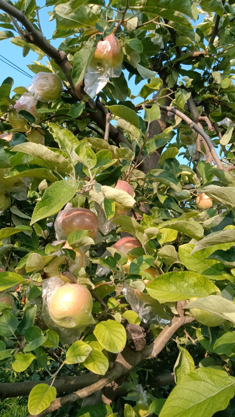 河南省郑州市美八苹果脆甜多汁，需要的老板联系