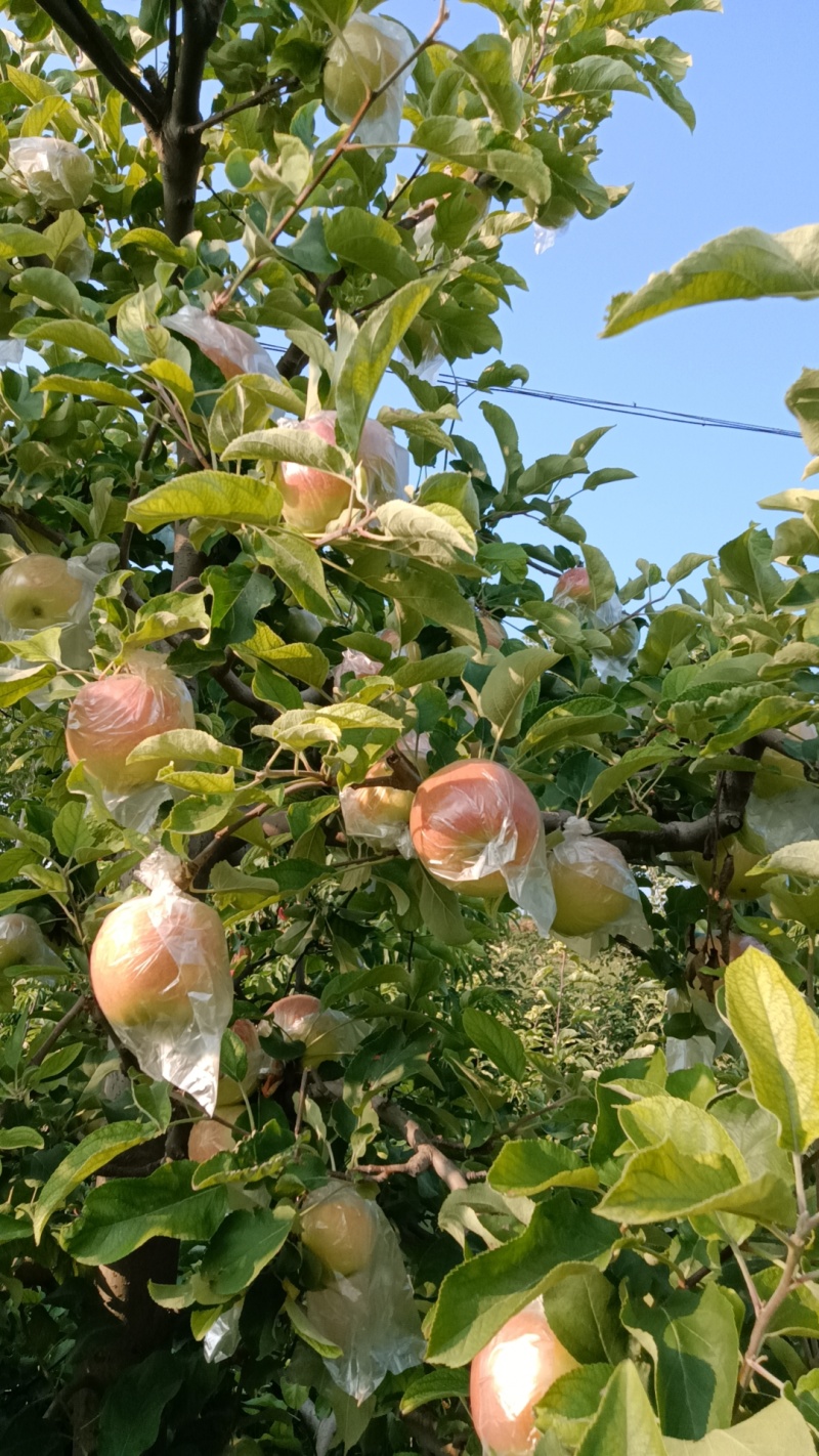 河南省郑州市美八苹果脆甜多汁，需要的老板联系
