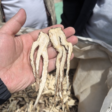 当归全归片无硫一棵树保农残品质保证，可视频看货，诚信经营