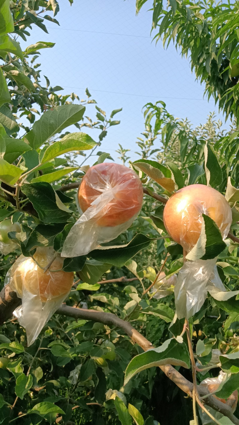 河南省郑州市美八苹果脆甜多汁，需要的老板联系