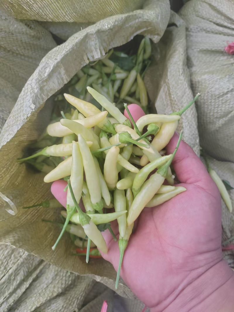 新鲜泡椒