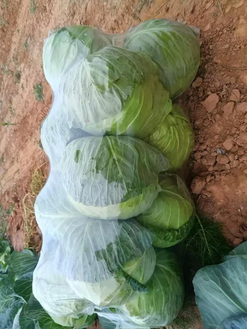 精品甘蓝苗，结球稳定，高抗叶斑病，产量高，免费技术指导