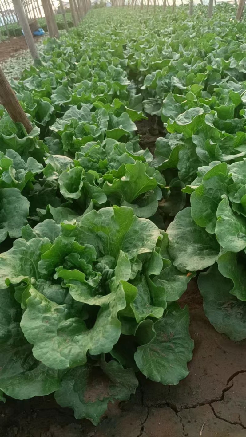 意大利生菜苗穴盘苗优选全绿提供技术指导基地直发