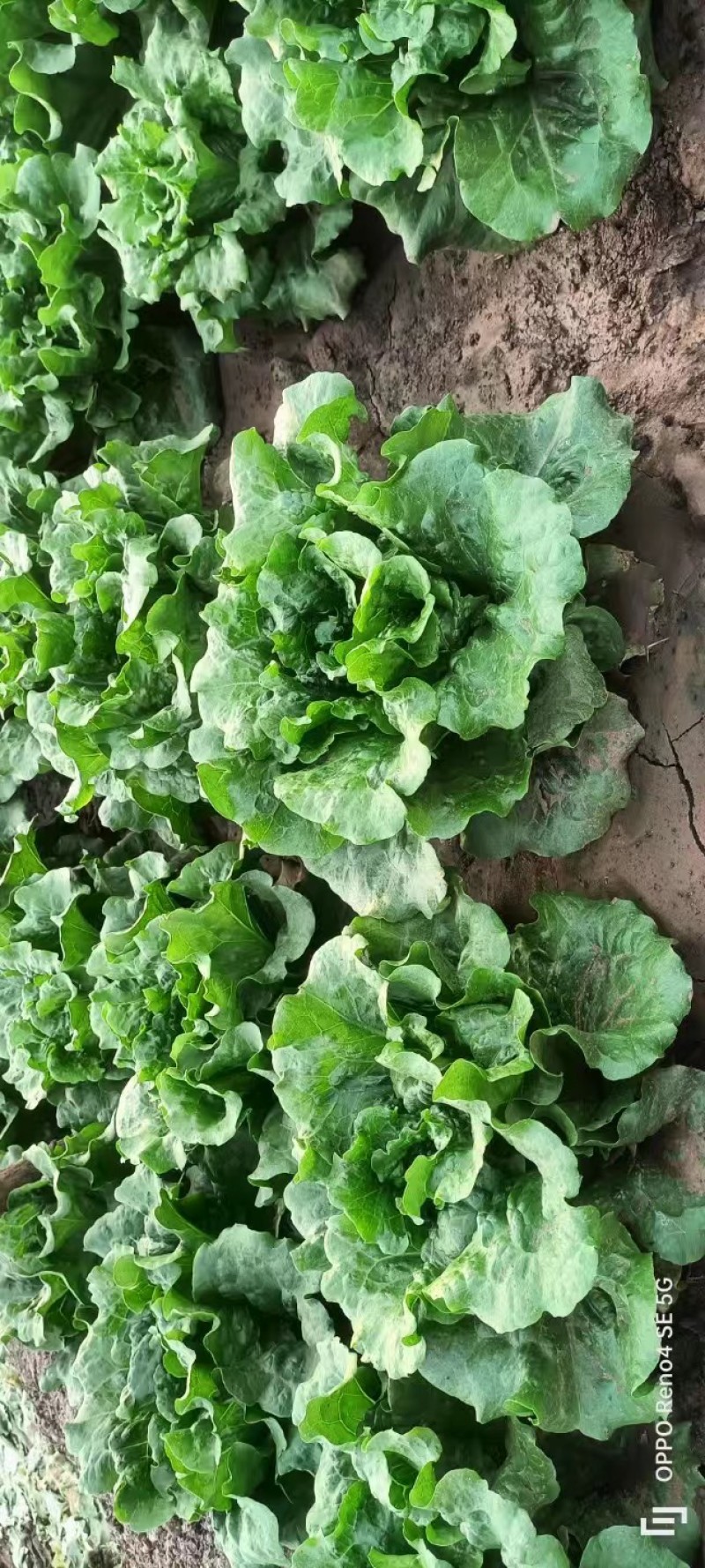 意大利生菜苗穴盘苗优选全绿提供技术指导基地直发