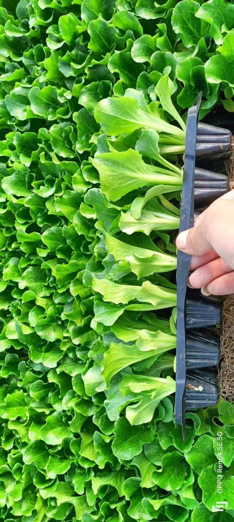 意大利生菜苗穴盘苗优选全绿提供技术指导基地直发