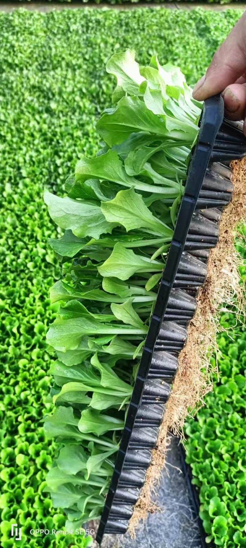 意大利生菜苗穴盘苗优选全绿提供技术指导基地直发