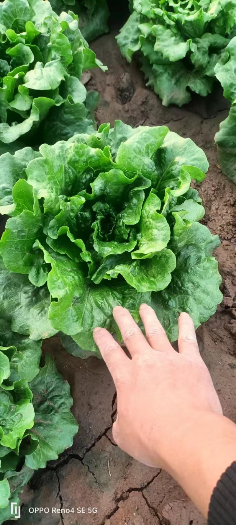 意大利生菜苗穴盘苗优选全绿提供技术指导基地直发