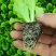 意大利生菜苗穴盘苗优选全绿提供技术指导基地直发