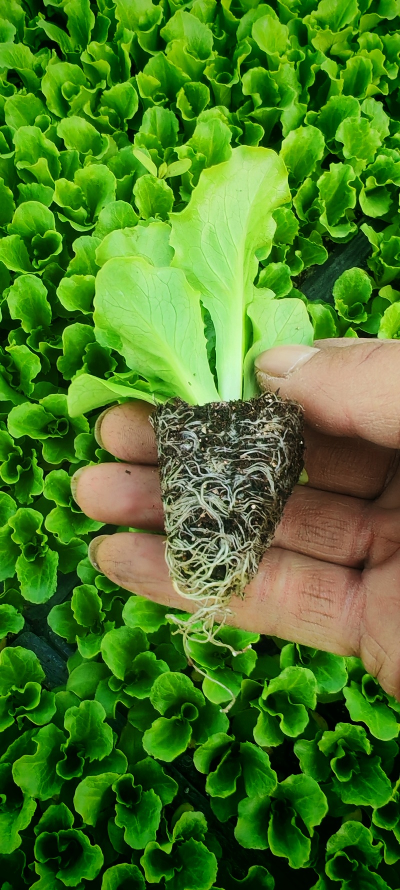 意大利生菜苗穴盘苗优选全绿提供技术指导基地直发