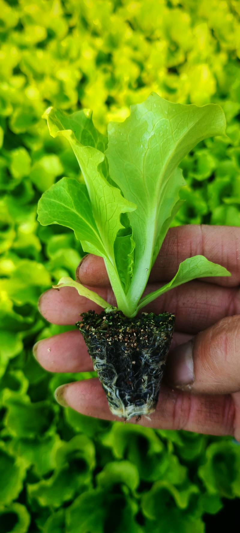意大利生菜苗穴盘苗优选全绿提供技术指导基地直发