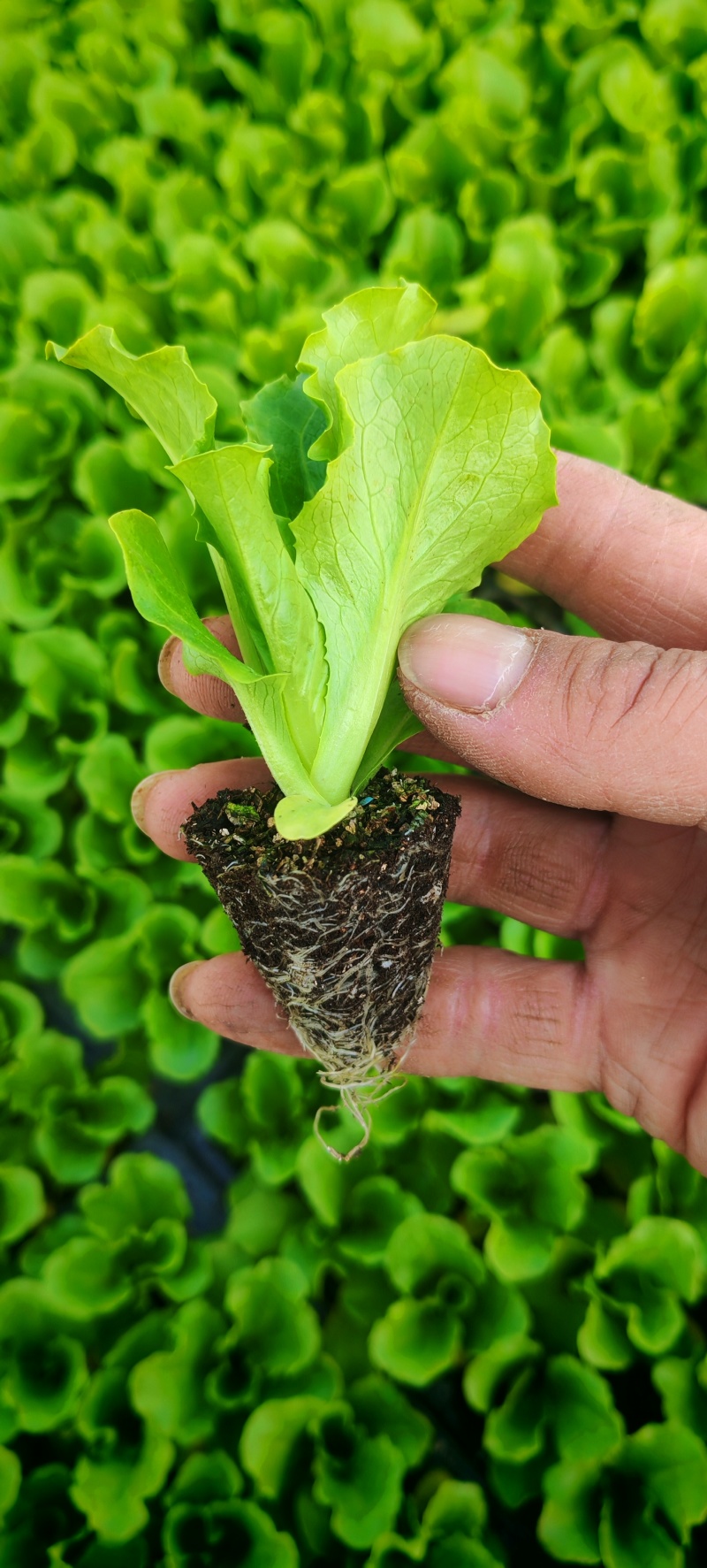 意大利生菜苗穴盘苗优选全绿提供技术指导基地直发