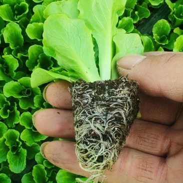 意大利生菜苗穴盘苗优选全绿提供技术指导基地直发