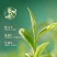 景福山六安瓜片明前特级2025新茶兰香浓香型茶叶六安瓜片罐装