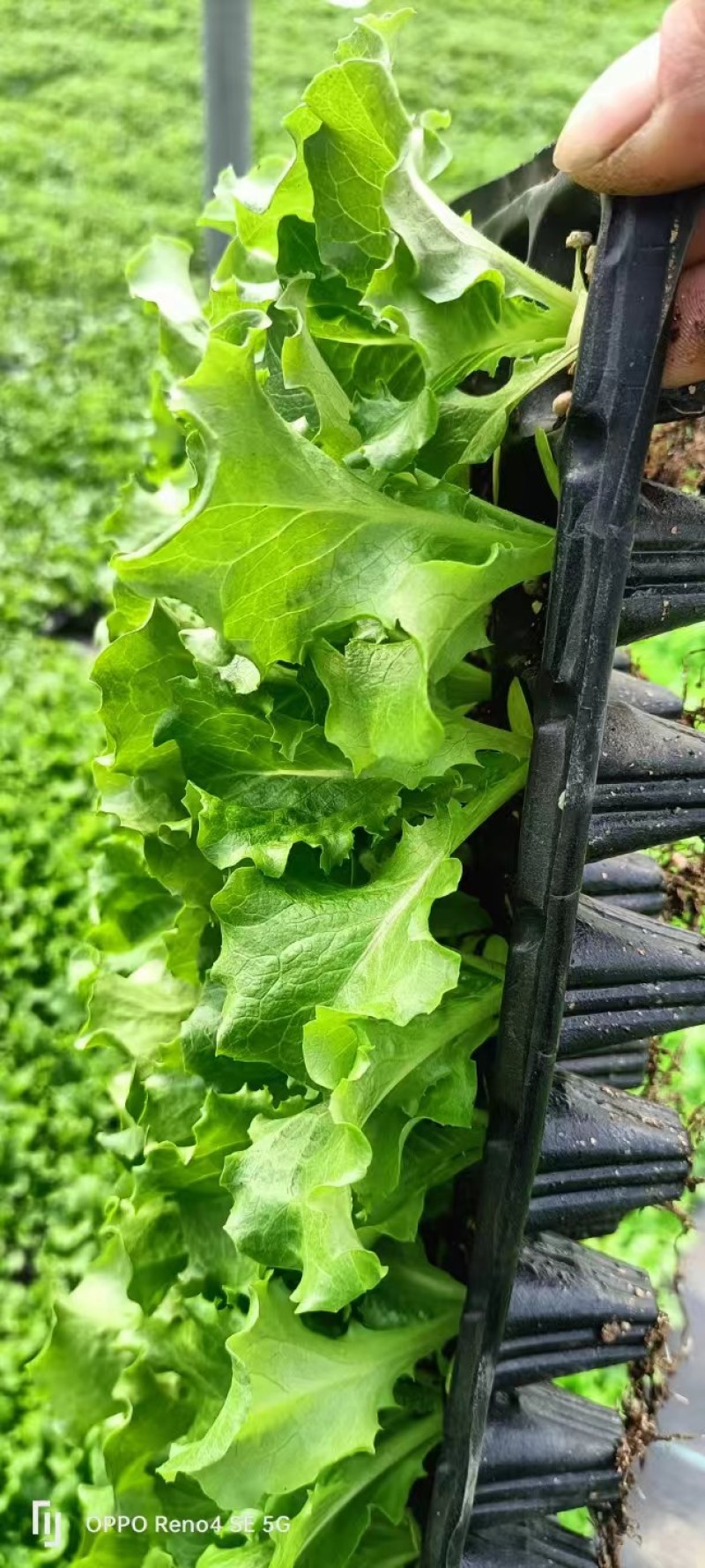 进口生菜苗穴盘苗优选全绿提供技术指导基地直发