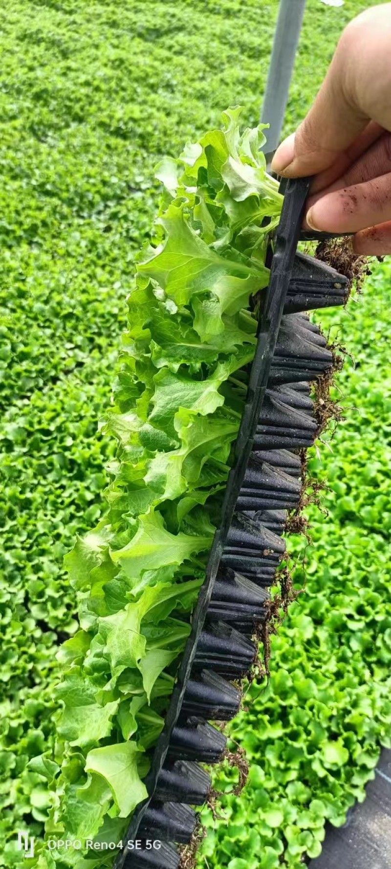 进口生菜苗穴盘苗优选全绿提供技术指导基地直发