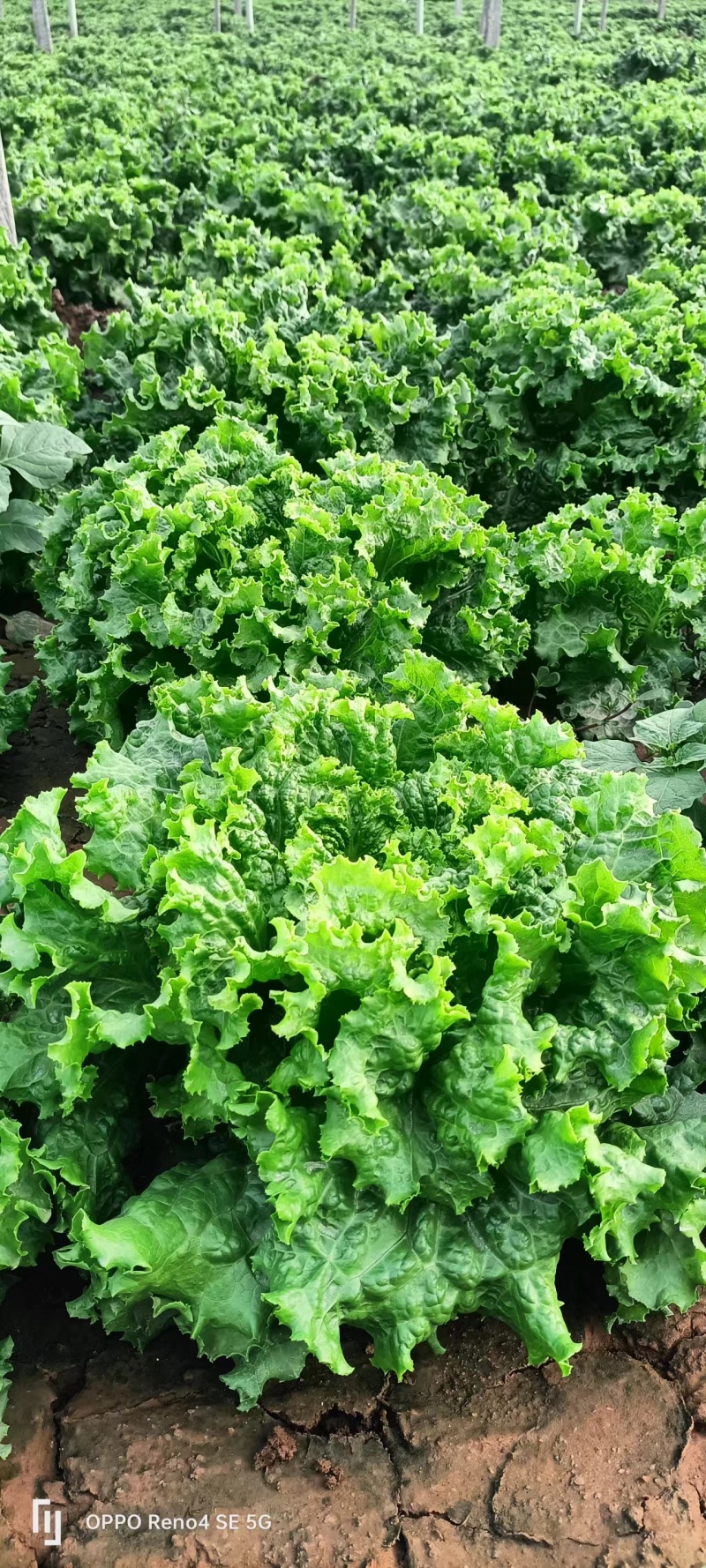 进口生菜苗穴盘苗优选全绿提供技术指导基地直发