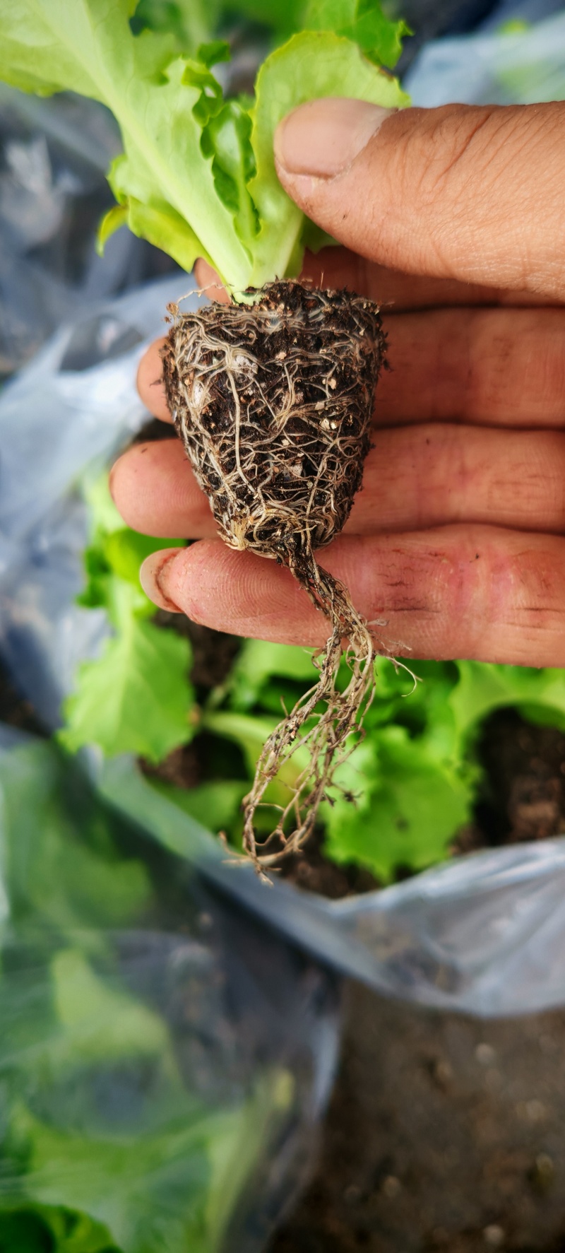 进口生菜苗穴盘苗优选全绿提供技术指导基地直发