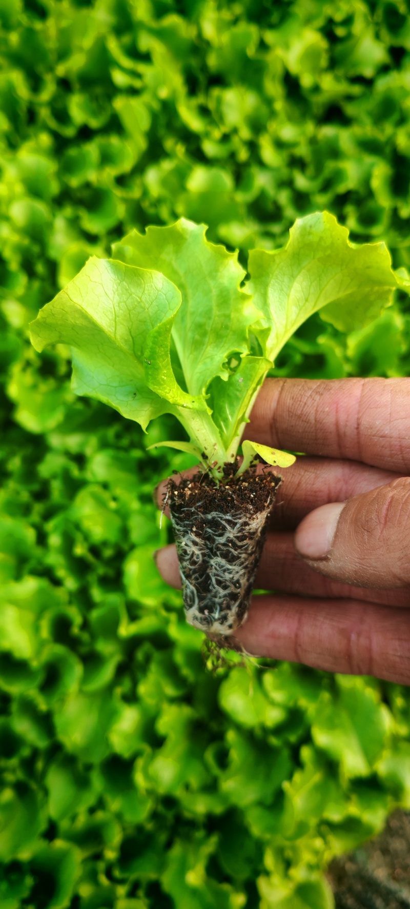进口生菜苗穴盘苗优选全绿提供技术指导基地直发