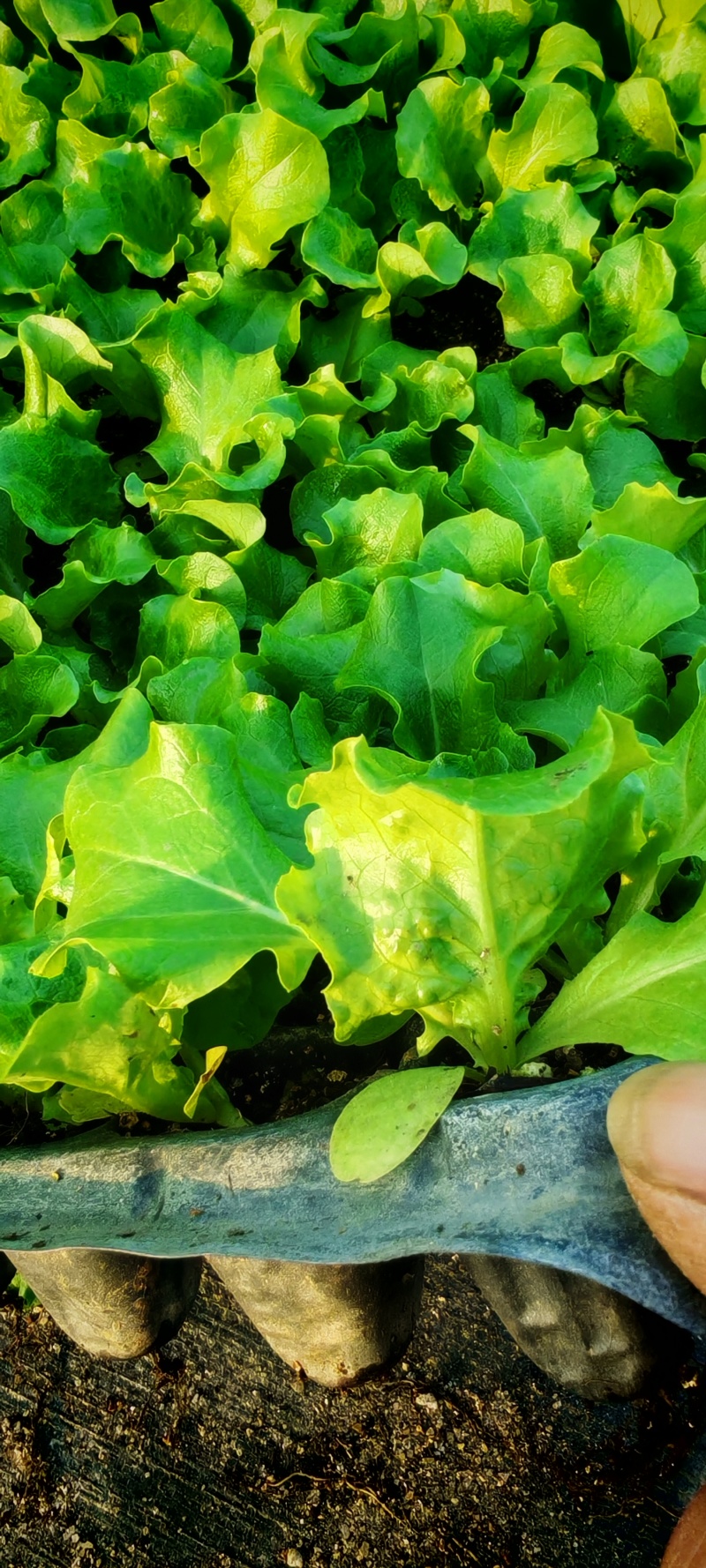 进口生菜苗穴盘苗优选全绿提供技术指导基地直发