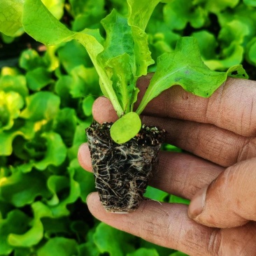 进口生菜苗穴盘苗优选全绿提供技术指导基地直发