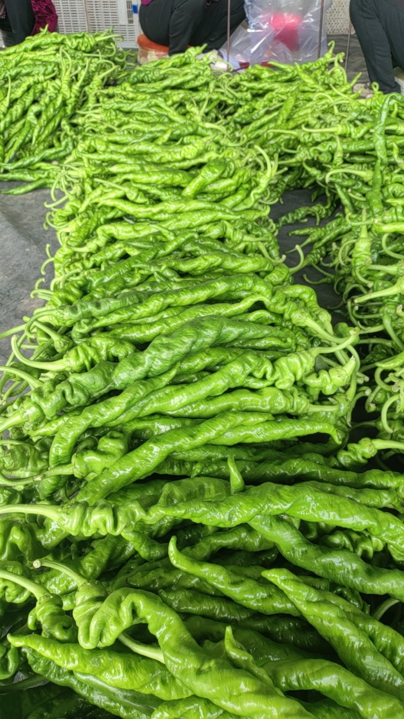 螺丝椒各种辣椒品种齐全可视频看货尖椒线椒菜椒齐全