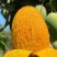 芒果