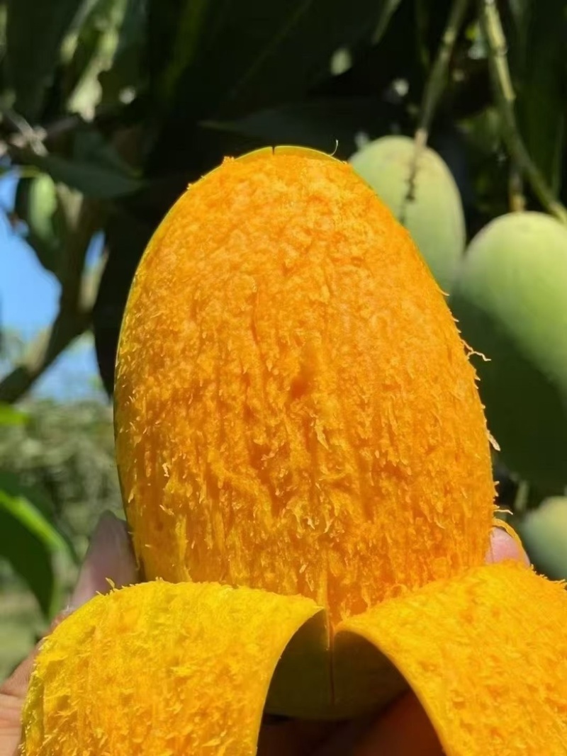 芒果