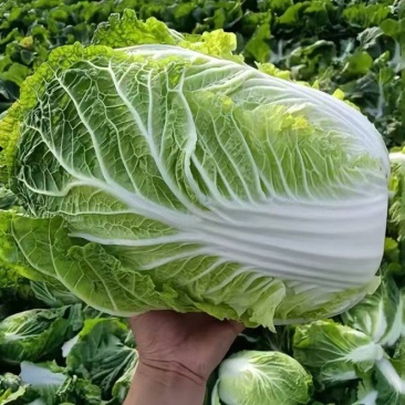 太白臻：云端滋养，天地精魂凝翠蔬