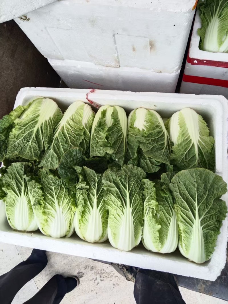 太白臻：云端滋养，天地精魂凝翠蔬