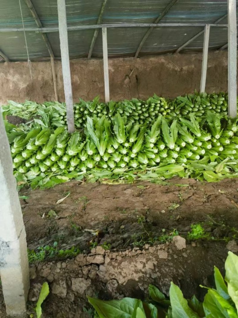 进口精品油麦苗，抗病性强，长势好，高产量，免费技术指导