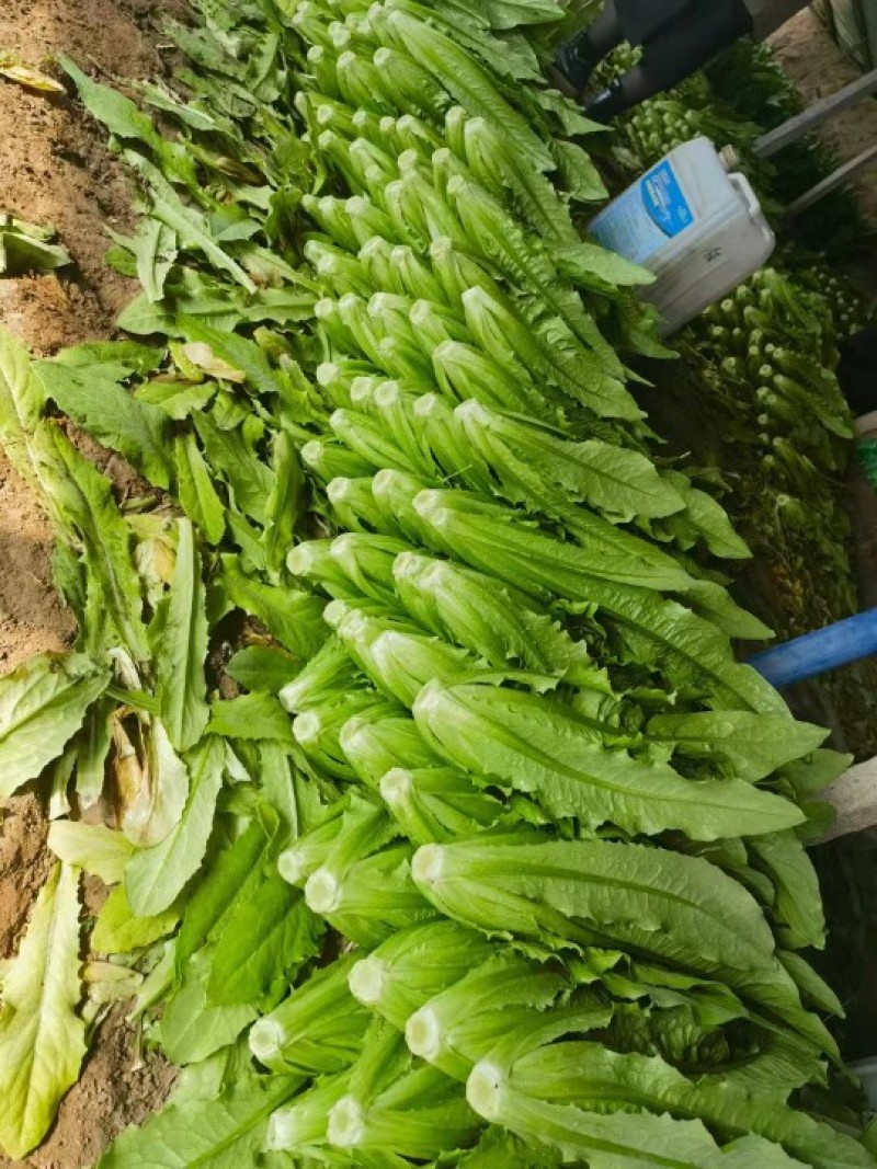 进口精品油麦苗，抗病性强，长势好，高产量，免费技术指导