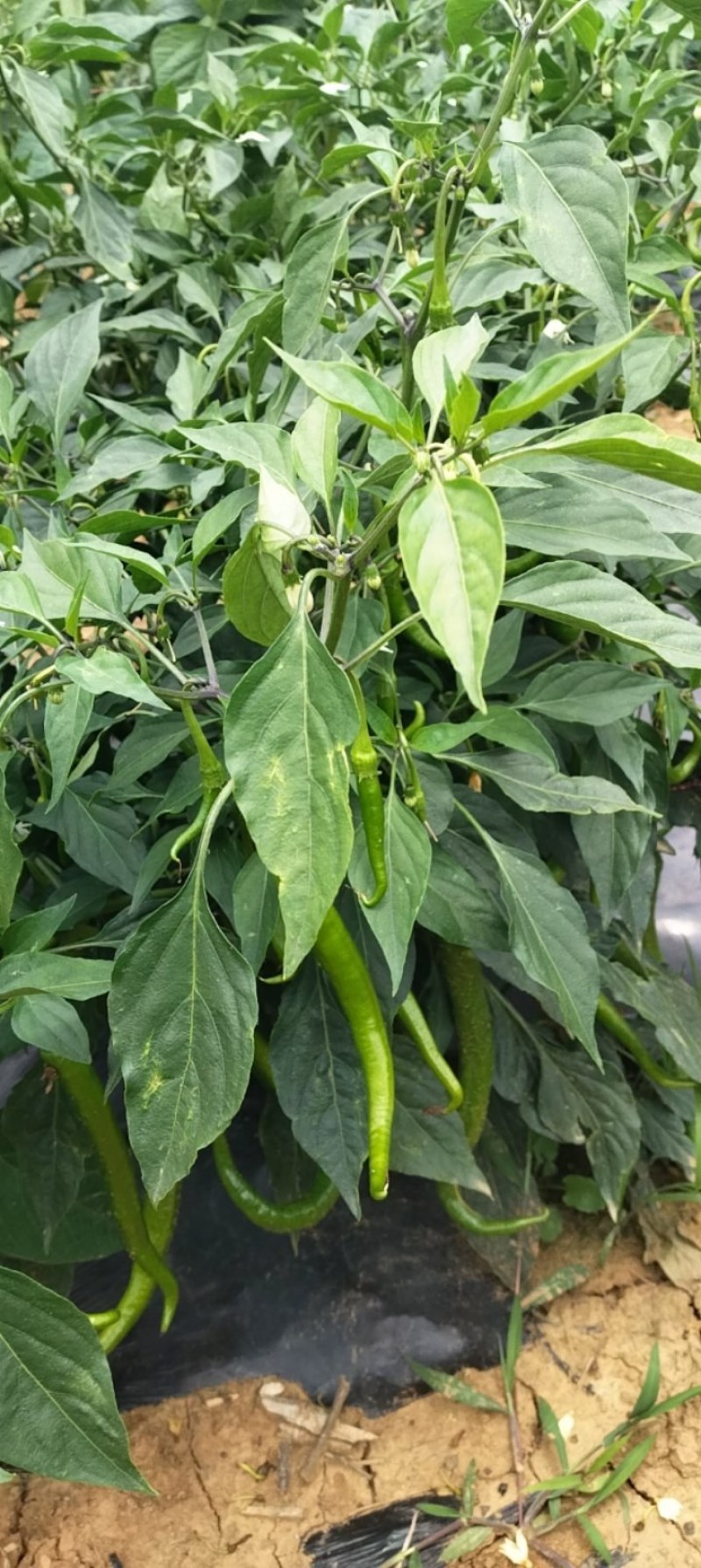 鲜辣椒