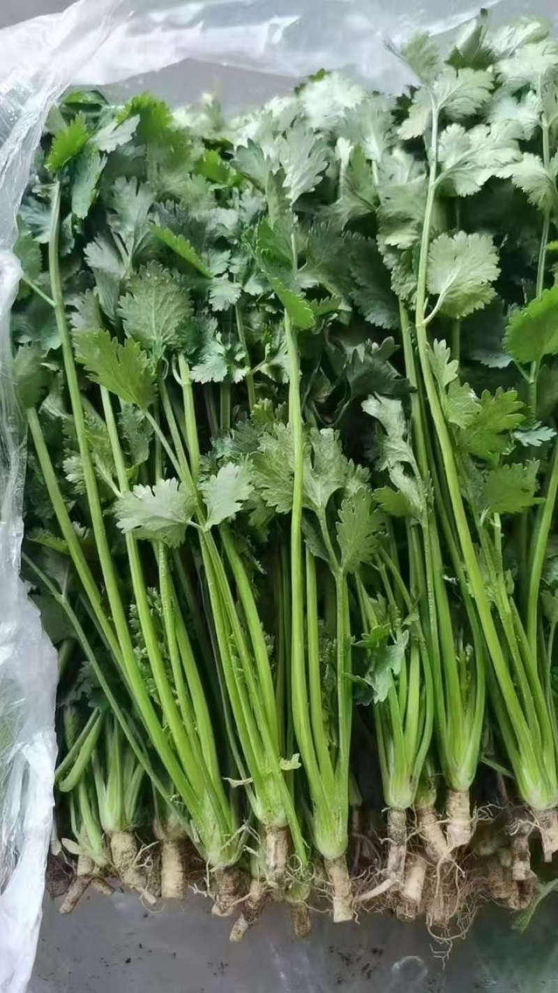 【精品香菜】产地直发，货源充足，价格优惠，欢迎来电咨询