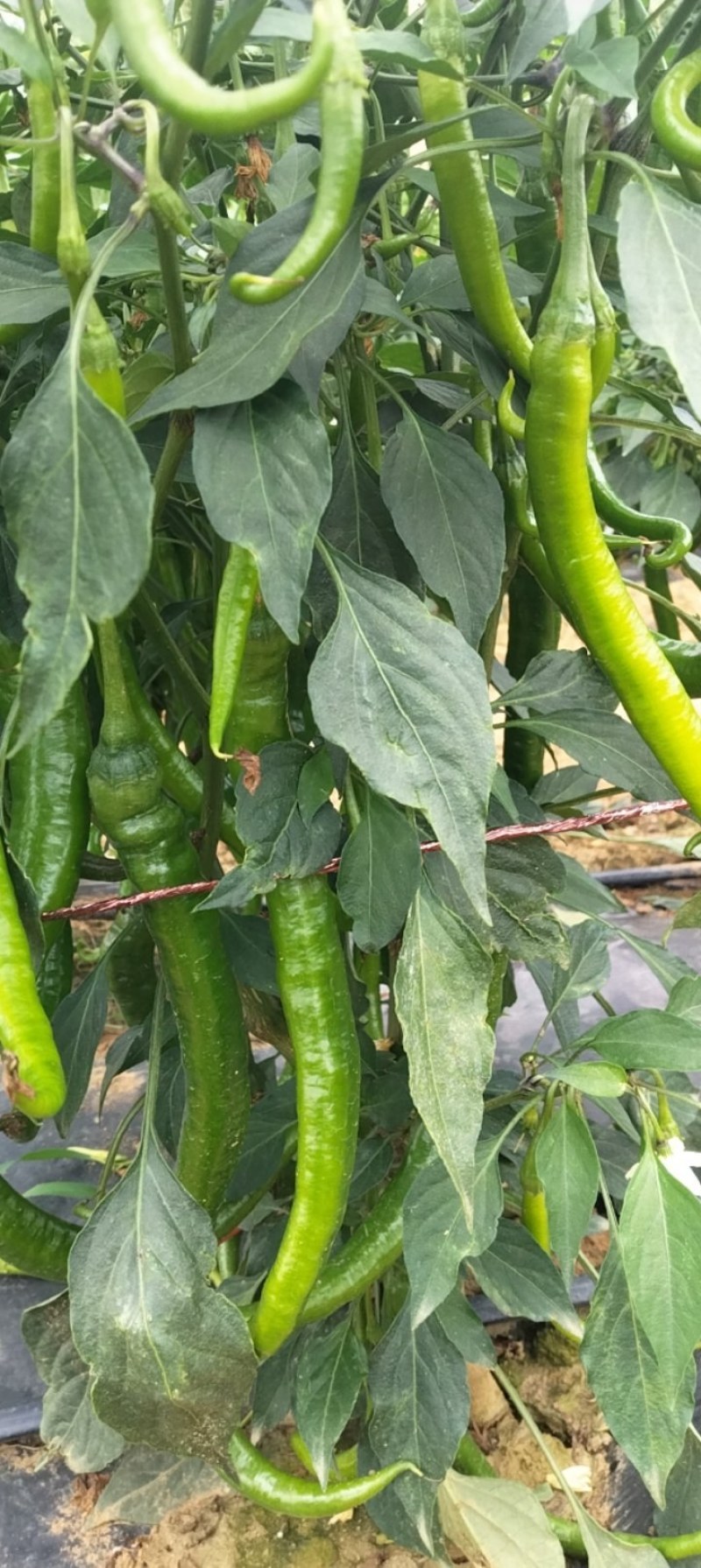 鲜辣椒