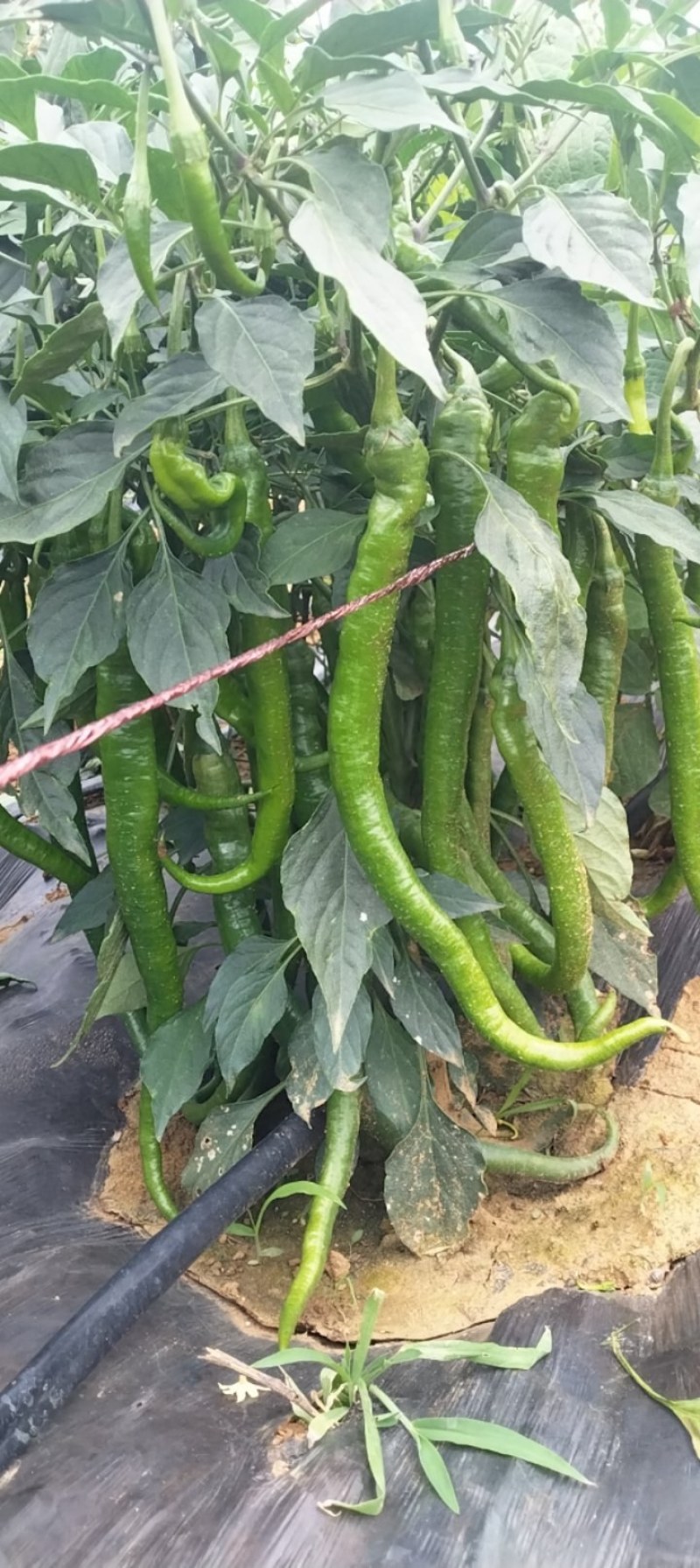 鲜辣椒