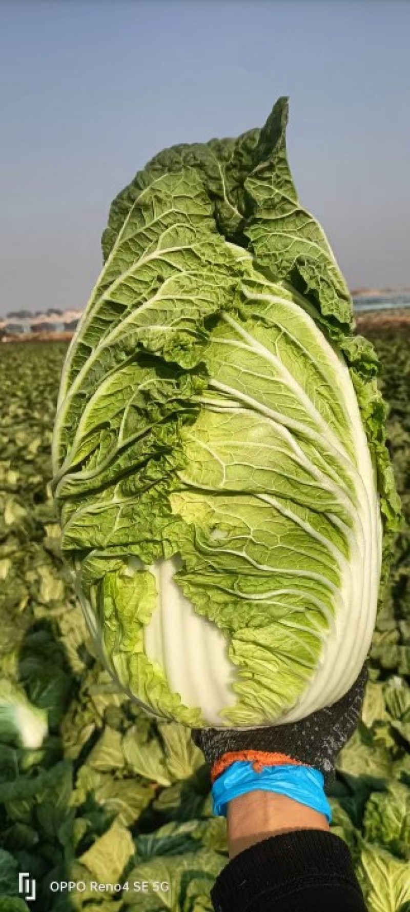 精品白菜苗，叶色浓绿，抗病强，长势好产量高，免费技术指导