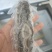 即食海参底播辽参