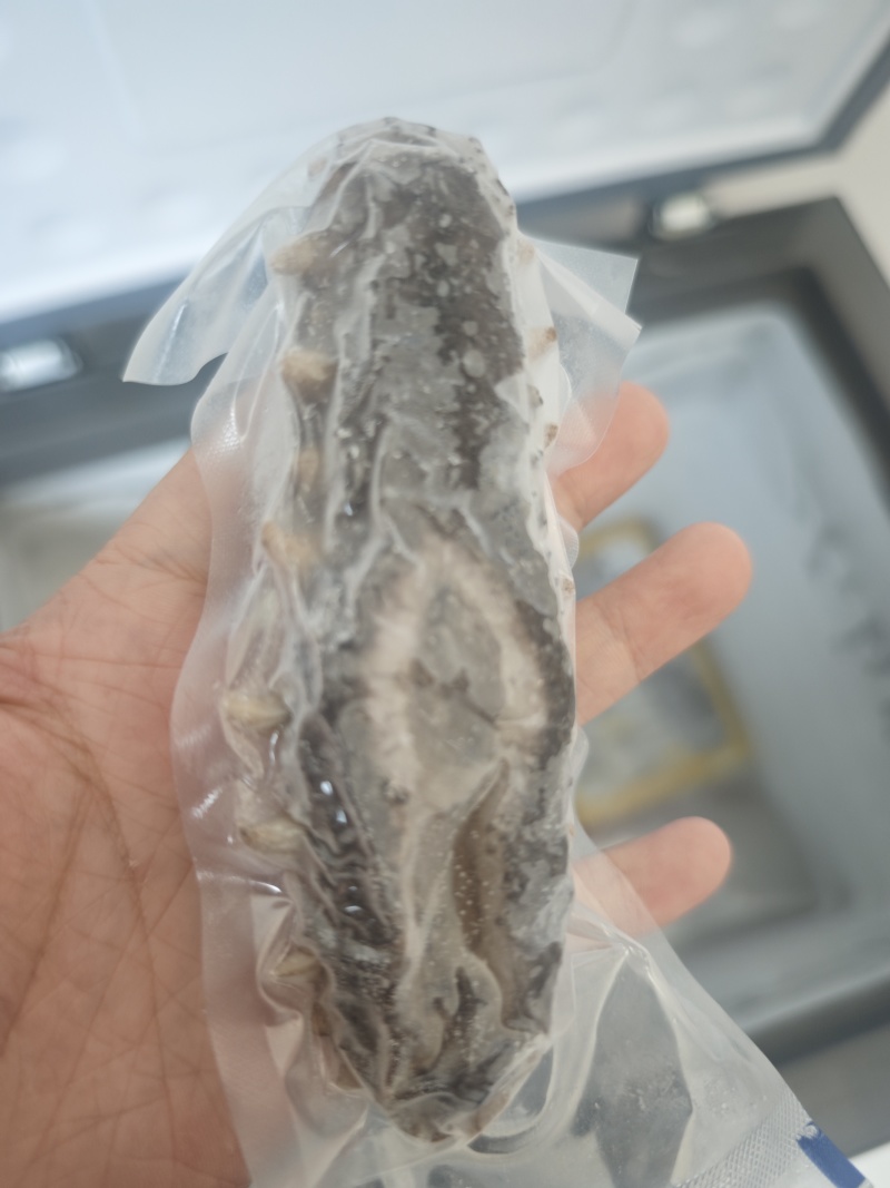 即食海参底播辽参