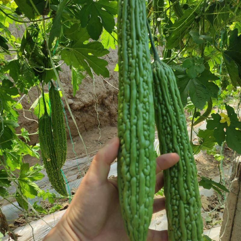 苦瓜苗山东寿光苦瓜苗苗场大量有苗抗病能力强耐寒耐热