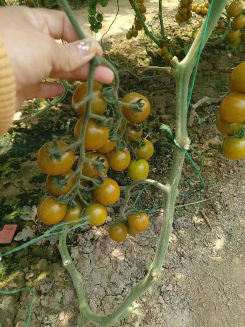 贝贝千禧圣女果苗红黄绿小番茄苗子抗TY病毒品种齐全