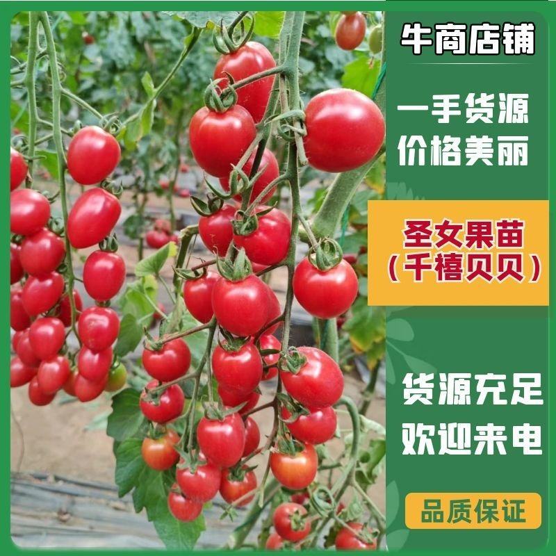 贝贝千禧圣女果苗红黄绿小番茄苗子抗TY病毒品种齐全