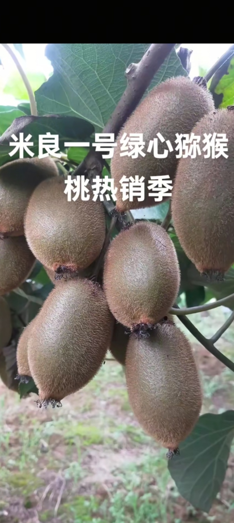 猕猴桃