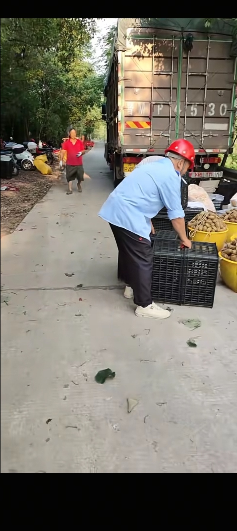 猕猴桃