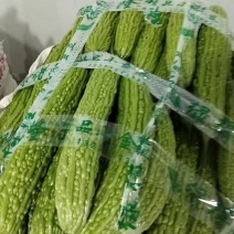 云南油绿苦瓜新鲜上市量大从优货源充足量大从优欢迎采购