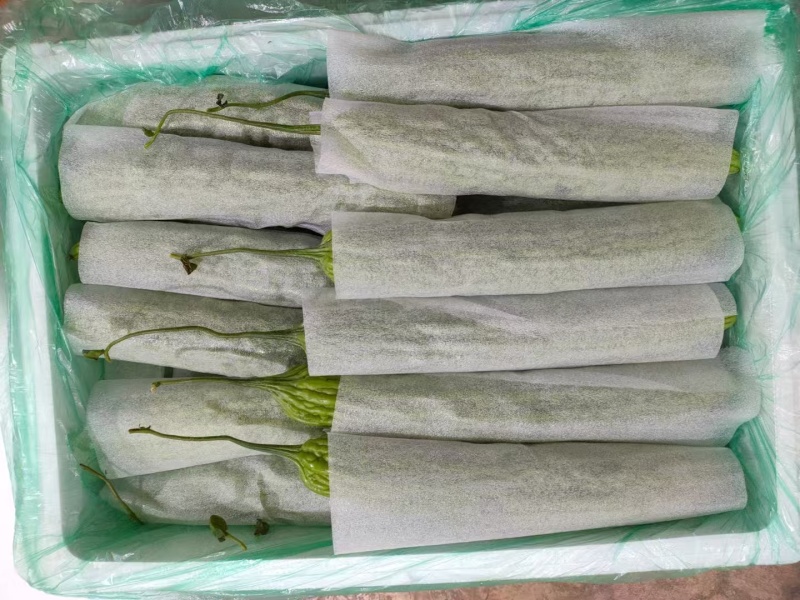 云南油绿苦瓜新鲜上市量大从优货源充足量大从优欢迎采购