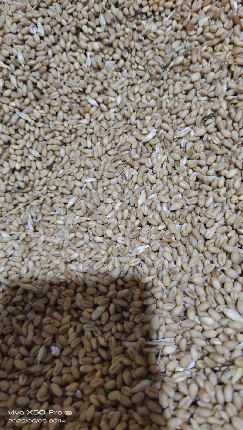 一百多亩地的，泛麦8号大概有60吨左右，哪位老板看上的私