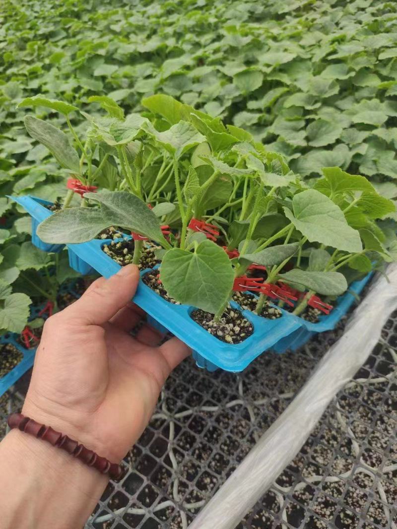 绿宝羊角蜜博洋九嫁接甜瓜苗耐寒抗热抗病毒基地直供品种纯正