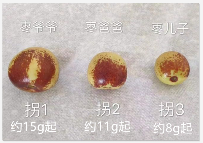 【包邮】鲜枣冬枣产地直发量大质优保质保量欢迎咨询采购