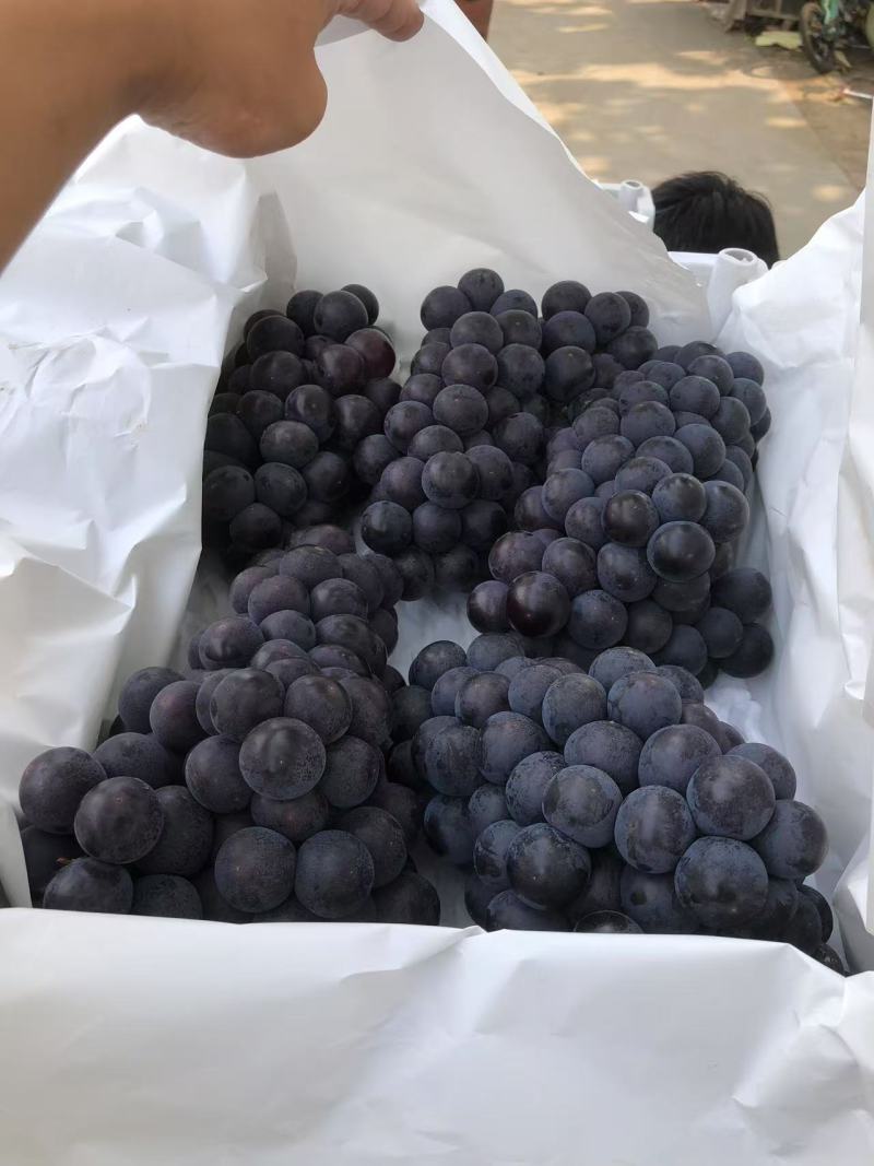 河北石家庄京亚葡萄，大量上市口感甜品质保证量大从优
